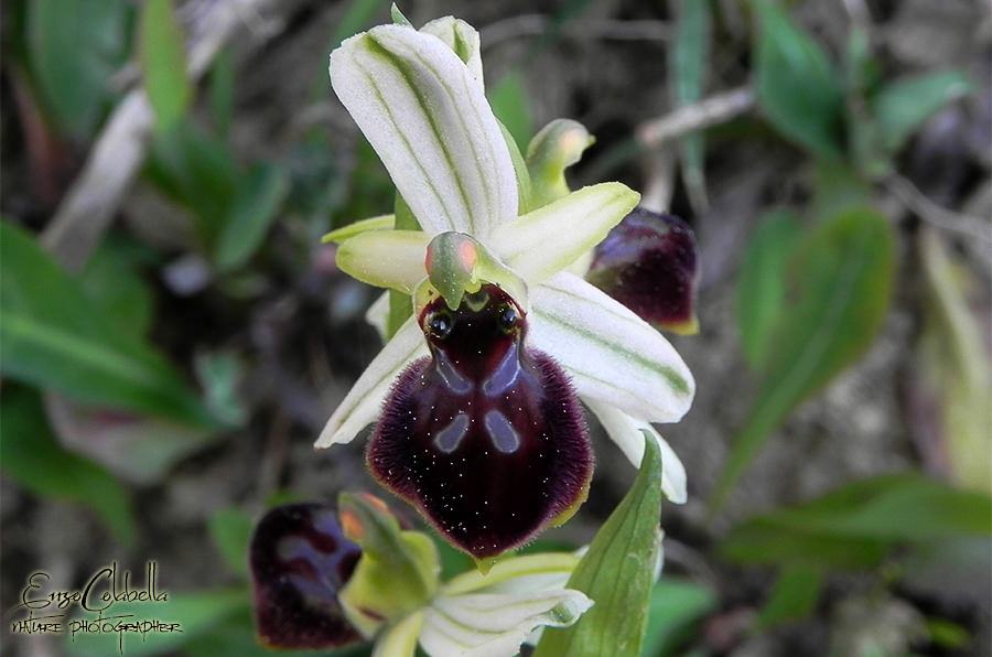 Ophrys spp. da determinare